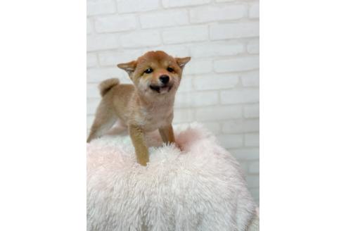 成約済の北海道の柴犬-385451の2枚目