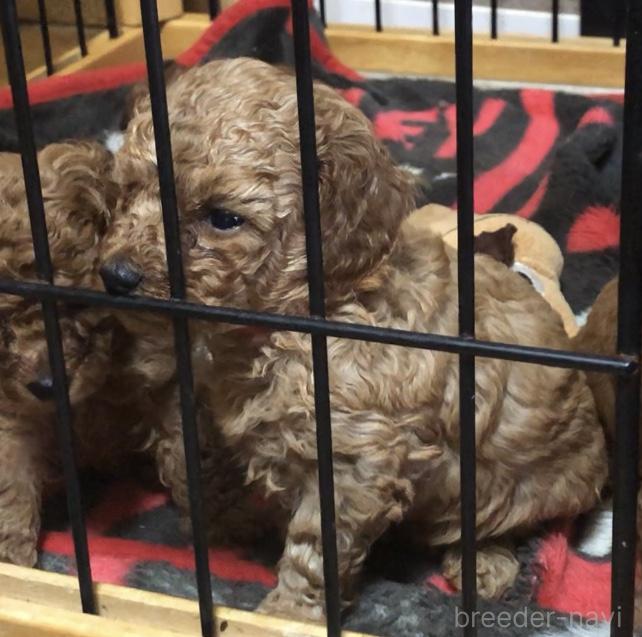 販売中の和歌山県のトイプードル-388836