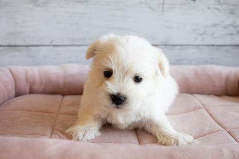 成約済の北海道のミックス犬-386596の5枚目
