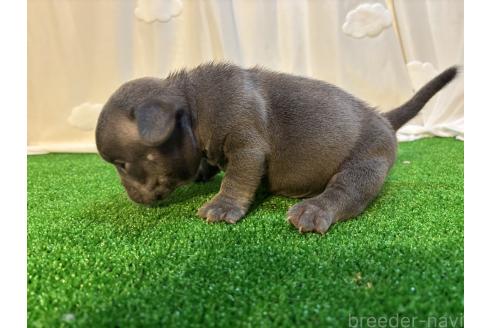 販売中の大阪府のエキゾチックブリー-388847の3枚目