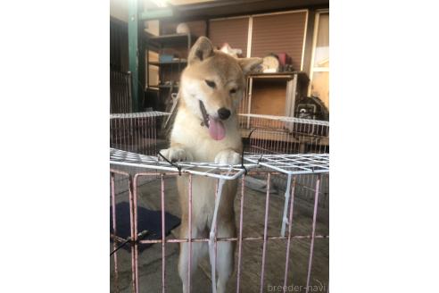 販売中の三重県の柴犬-379466の3枚目