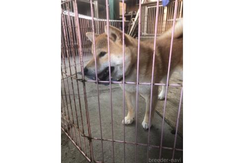 販売中の三重県の柴犬-379466の2枚目
