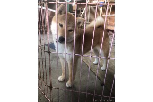販売中の三重県の柴犬-379466