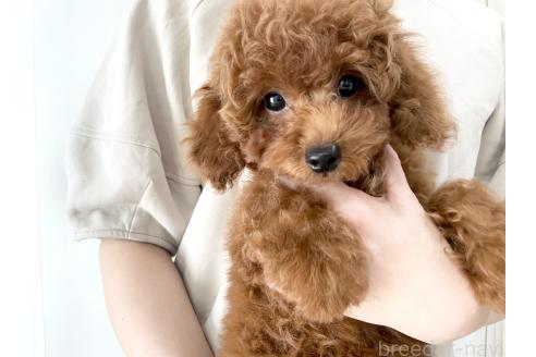 商談中の滋賀県のタイニープードル-383691の2枚目
