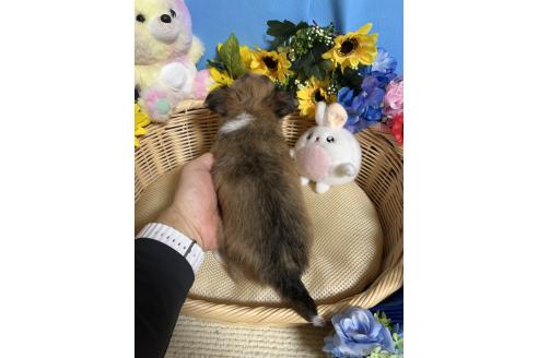 販売中の福岡県のチワワ(ロングコート)-387765の2枚目