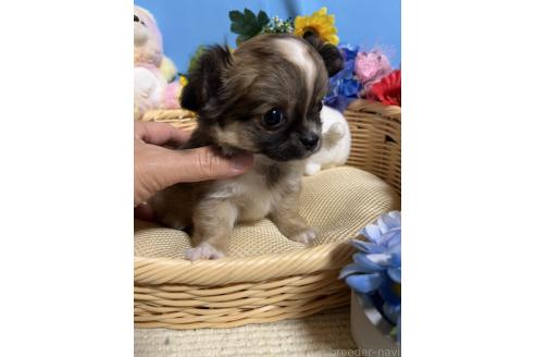 販売中の福岡県のチワワ(ロングコート)-387766の5枚目