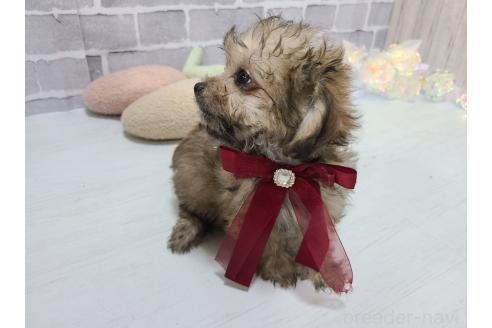 販売中の東京都のチワプー:チワワ×トイプードル-381393の3枚目