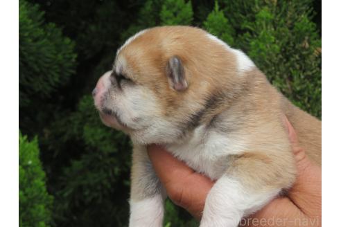 販売中の香川県の秋田犬-388891の3枚目