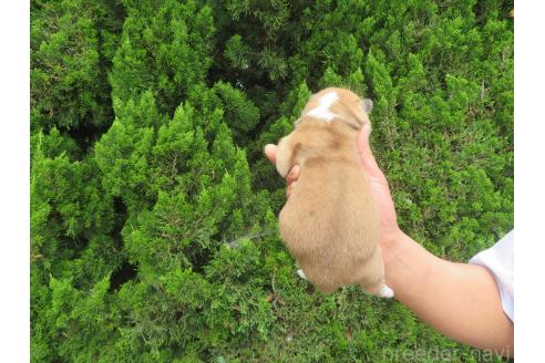 販売中の香川県の秋田犬-388891の2枚目