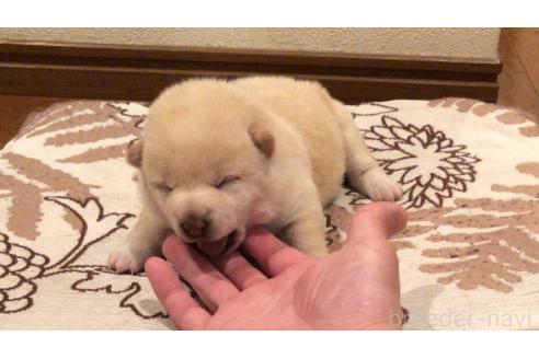 販売中の山口県の柴犬-388892の6枚目
