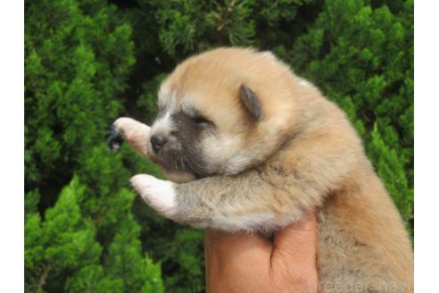 販売中の香川県の秋田犬-388893の3枚目