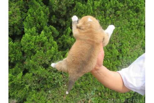 販売中の香川県の秋田犬-388893の2枚目