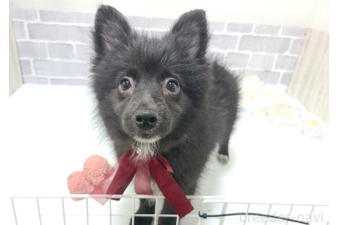 販売中の東京都のミックス犬-375989の5枚目