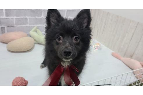 販売中の東京都のミックス犬-375989の4枚目