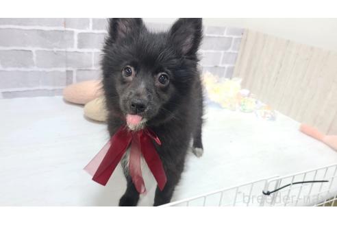 販売中の東京都のミックス犬-375989の3枚目