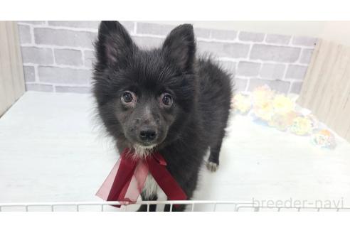 販売中の東京都のミックス犬-375989の2枚目