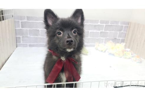 販売中の東京都のミックス犬-375986の8枚目