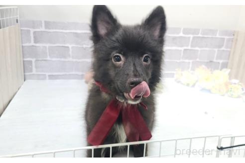 販売中の東京都のミックス犬-375986の7枚目