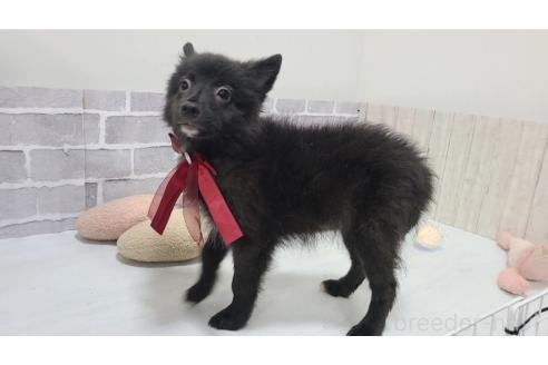 販売中の東京都のミックス犬-375986の6枚目