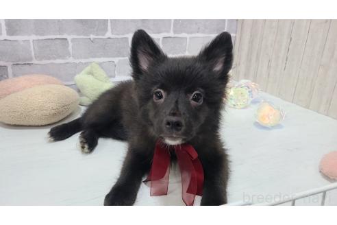 販売中の東京都のミックス犬-375986の5枚目