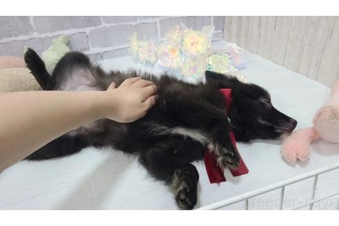 販売中の東京都のミックス犬-375986の4枚目