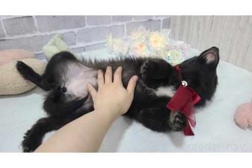 販売中の東京都のミックス犬-375986の3枚目
