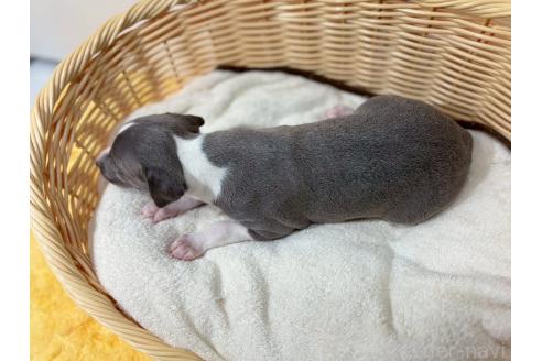 商談中の鹿児島県のイタリアングレーハウンド(イタグレ)-387339の9枚目