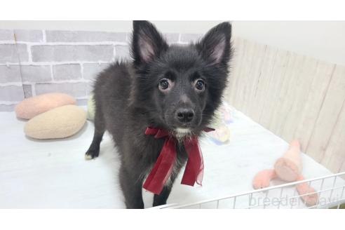 販売中の東京都のミックス犬-375985の5枚目