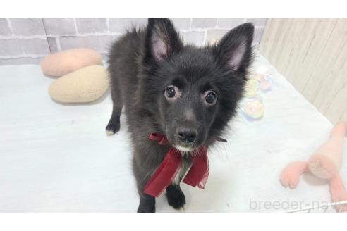 販売中の東京都のミックス犬-375985の4枚目