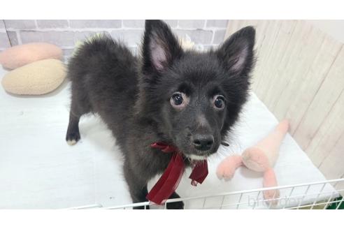 販売中の東京都のミックス犬-375985の3枚目