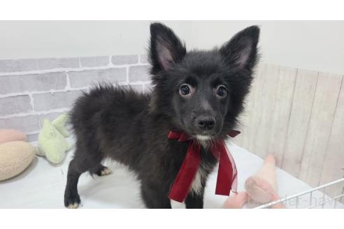 販売中の東京都のミックス犬-375985の2枚目