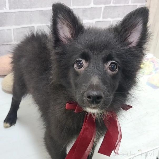 販売中の東京都のミックス犬-375985