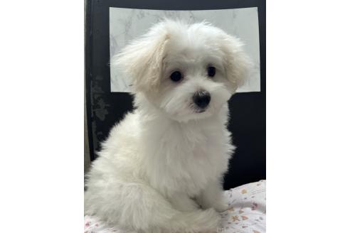 販売中の大阪府のマルプー:マルチーズ×トイプードル-381246の3枚目