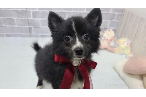 販売中の東京都のミックス犬-375982の19枚目