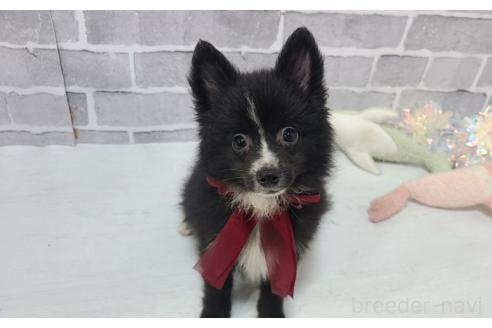 販売中の東京都のミックス犬-375982の20枚目