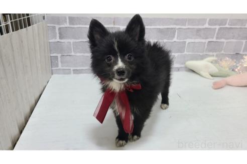 販売中の東京都のミックス犬-375982の18枚目