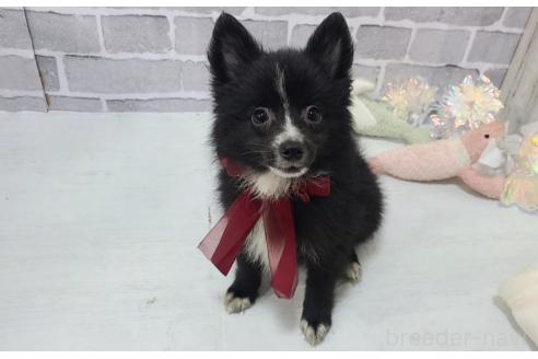 販売中の東京都のミックス犬-375982の17枚目