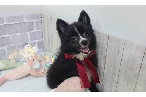 販売中の東京都のミックス犬-375982の1枚目