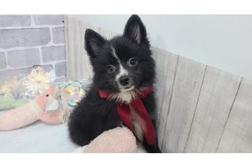 販売中の東京都のミックス犬-375982の16枚目