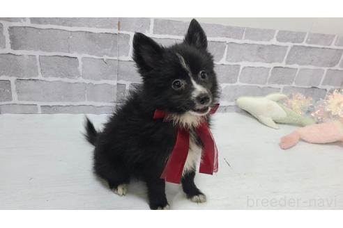 販売中の東京都のミックス犬-375982の15枚目