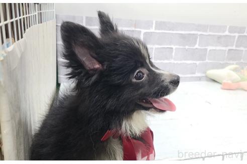 販売中の東京都のミックス犬-375982の14枚目