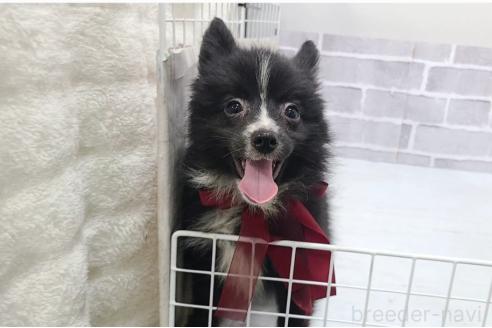 販売中の東京都のミックス犬-375982の13枚目