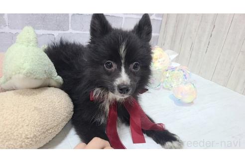 販売中の東京都のミックス犬-375982の12枚目