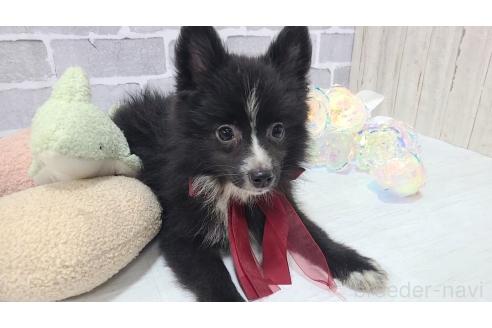 販売中の東京都のミックス犬-375982の11枚目