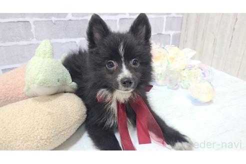 販売中の東京都のミックス犬-375982の10枚目