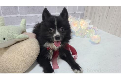 販売中の東京都のミックス犬-375982の9枚目