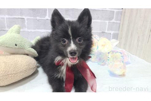 販売中の東京都のミックス犬-375982の8枚目