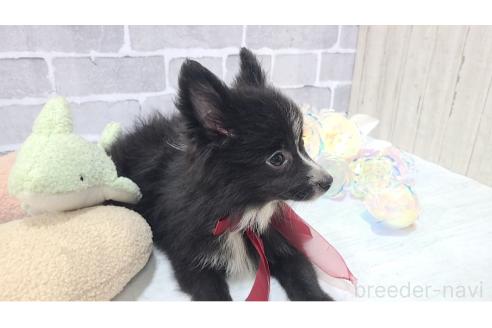 販売中の東京都のミックス犬-375982の7枚目