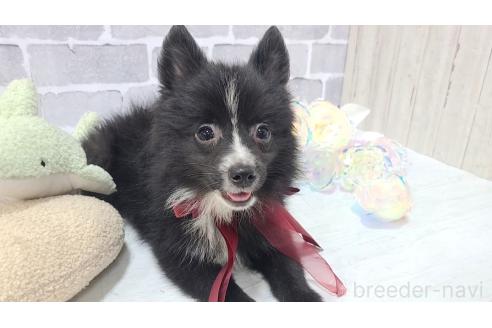 販売中の東京都のミックス犬-375982の6枚目