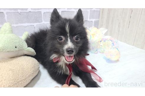販売中の東京都のミックス犬-375982の5枚目